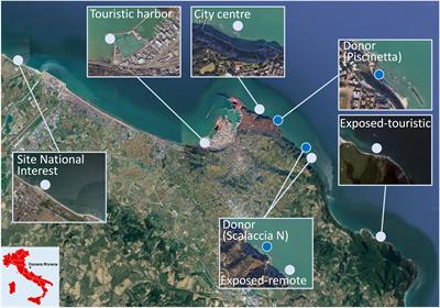 Macroalgal forest restoration: the effect of the foundation species